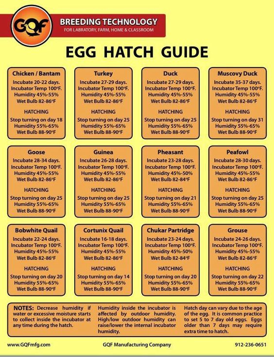 hatching eggs